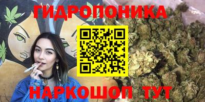 шишки Аргун